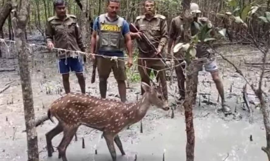 সুন্দরবনে সক্রিয় ১৫০ বন্যপ্রাণী শিকারি চক্র গোয়েন্দা নজরদারিতে