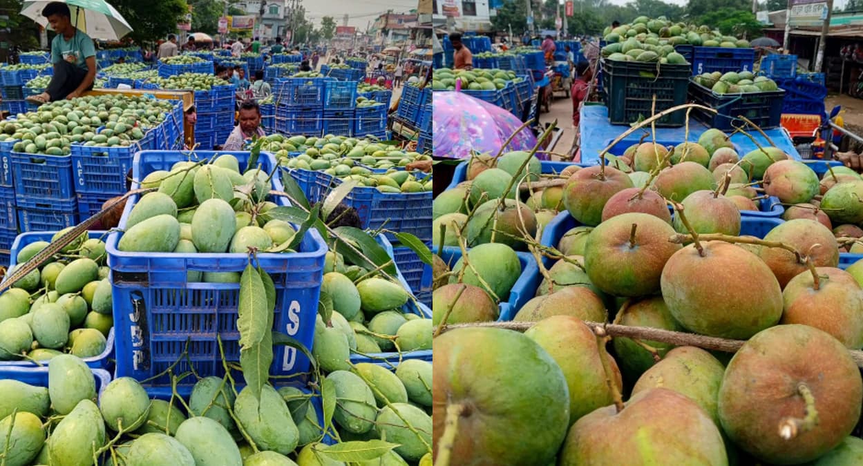 সুমিষ্টঘ্রাণে দেশজুড়ে সাপাহারের আম্রপালী আমের চাহিদা বেড়েছে