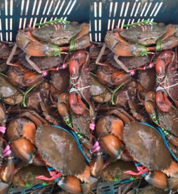 ডুমুরিয়ায় কাঁকড়া চাষে হাজারো চাষীর ভাগ্যবদল, রপ্তানি আয়ে নতুন দিগন্ত