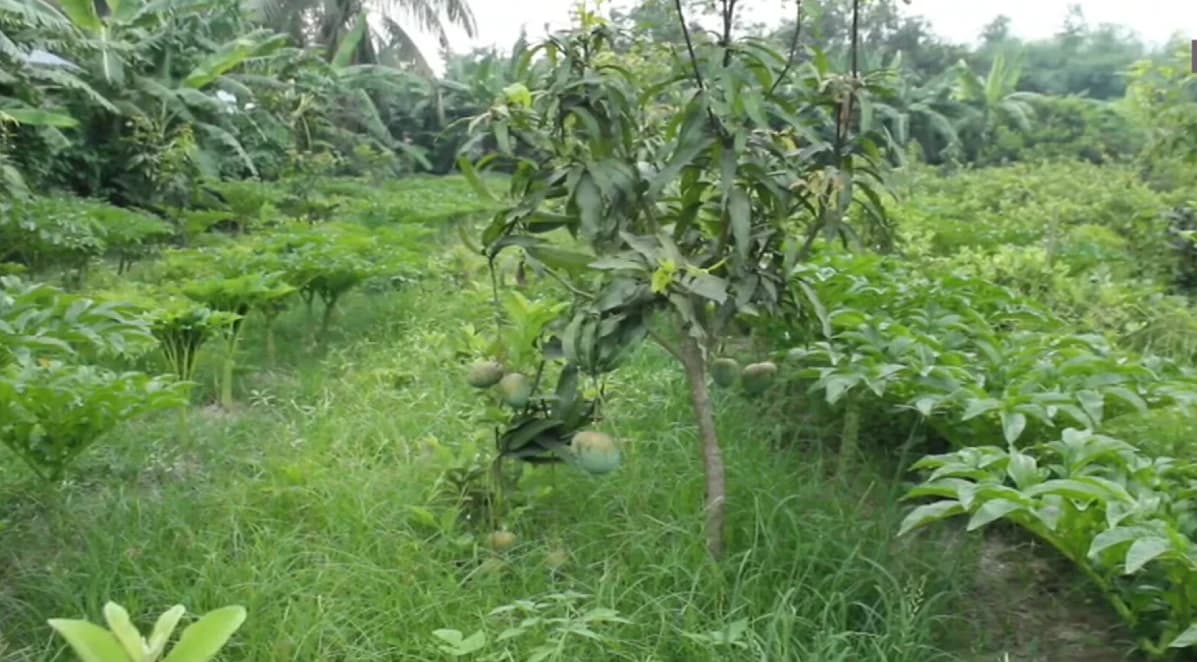রাজবাড়ীতে ১২ একর জমিতে দেশি-বিদেশি ফলের বিপ্লব, কর্মসংস্থান গড়লেন তরুণ উদ্যোক্তা হীরক