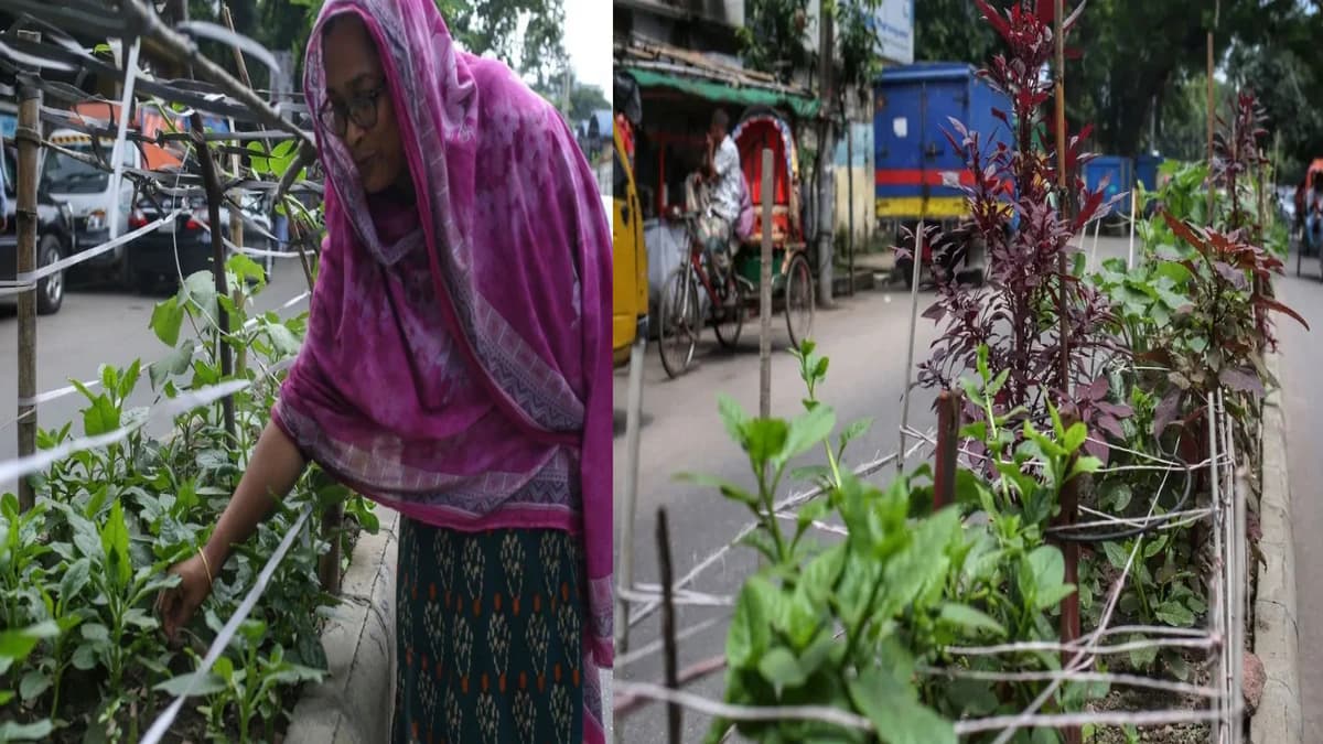 ইটের শহরে সবুজের ছোঁয়া: ঢাকার সড়ক বিভাজকে সবজি চাষ করছেন সাধারণ মানুষ