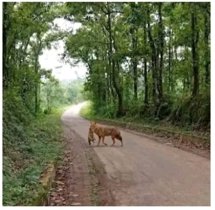 কালিয়াকৈরে শিয়ালের কামড়ে নারী- শিশুসহ আহত ২০ 