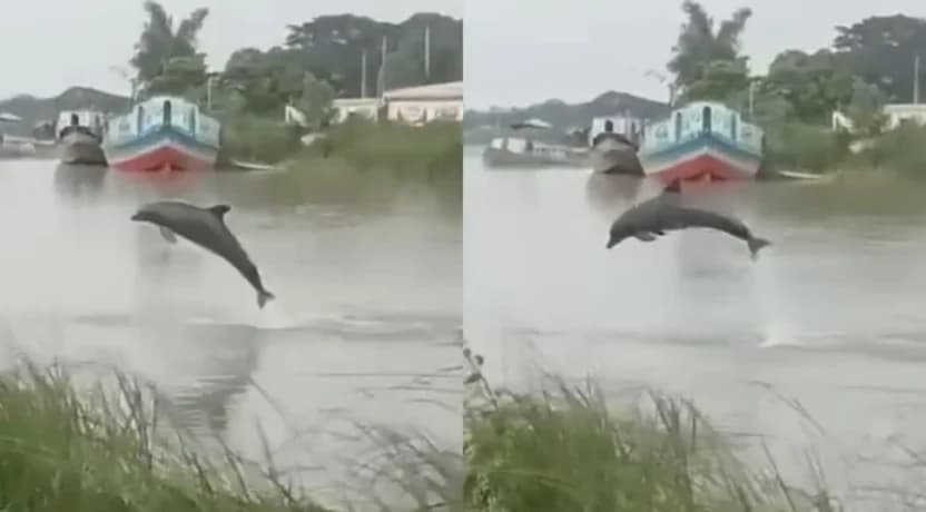 কীর্তিনাশায় ডলফিনের লাফালাফি: ভিডিওটি এআই দিয়ে তৈরি বলে সন্দেহ মৎস্য কর্মকর্তার