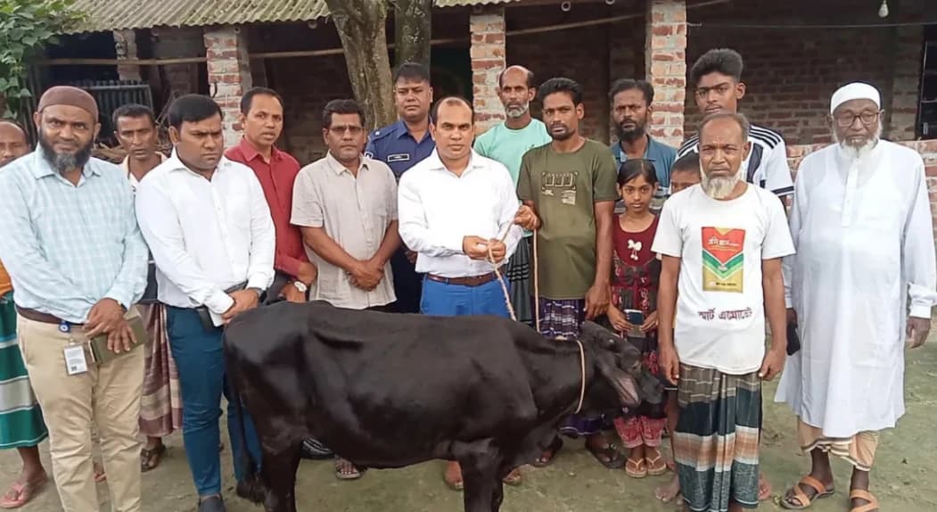 প্রতিমন্ত্রীর গাড়ীর ধাক্কায় নিহত ফিরোজার পরিবারকে গাভী প্রদান