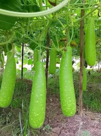 নরসিংদীতে  চলতি শীত মৌসুমে প্রথমবারের মতো হাজারি জাতের উচ্চ ফলনশীল লাউ চাষ করে সফল হয়েছেন নরসিংদীর