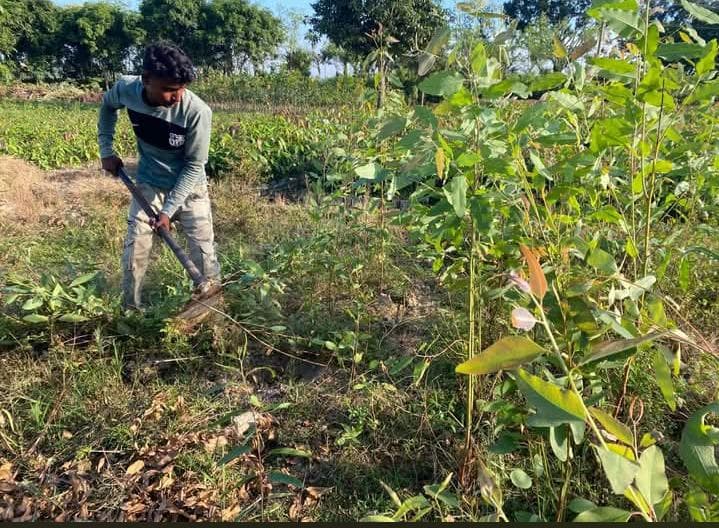 পরিবেশ ধ্বংসের হুমকি ইউক্যালিপটাস: ধামইরহাটে নিষিদ্ধ চারা বিক্রির দায়ে বড় জরিমানা ও ধ্বংস