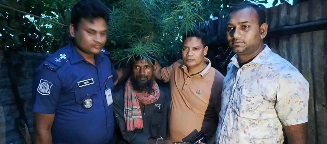 বাড়ির উঠোনেই গাঁজার চাষ! নাটোরের সিংড়ায় পুলিশের অভিযানে গ্রেপ্তার যুবক, এলাকায় তীব্র চাঞ্চল্য