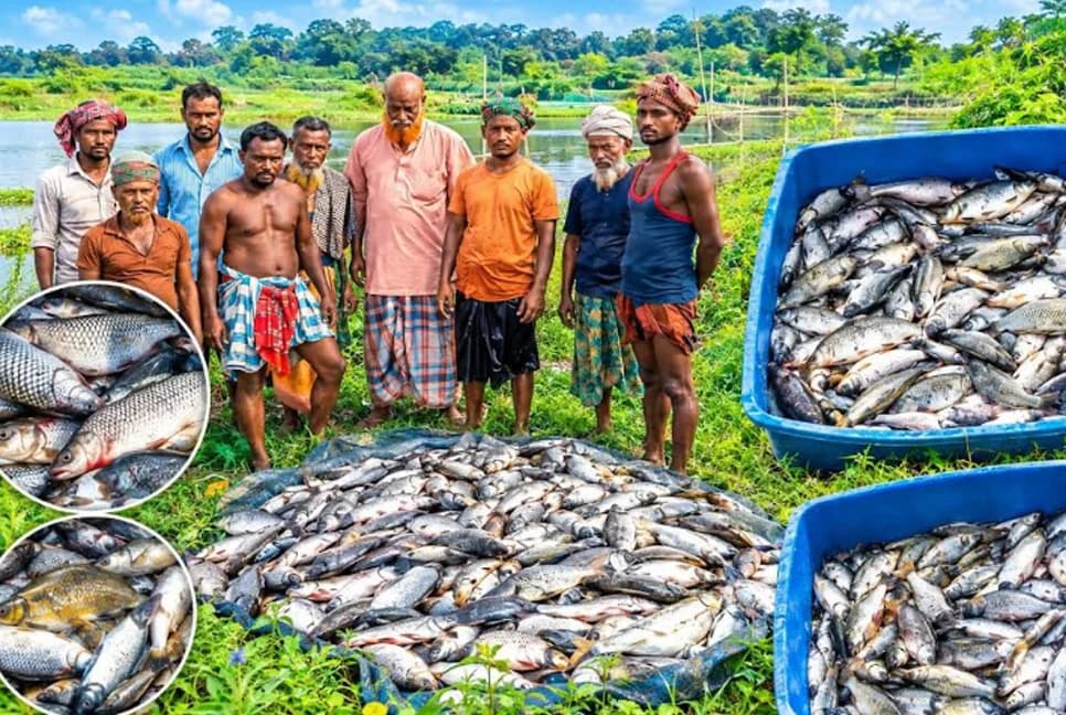 মোরেলগঞ্জে মাছের ঘেরে বিষ প্রয়োগ: ৬ লাখ টাকার মাছের ব্যাপক ক্ষতি, তদন্তে পুলিশ