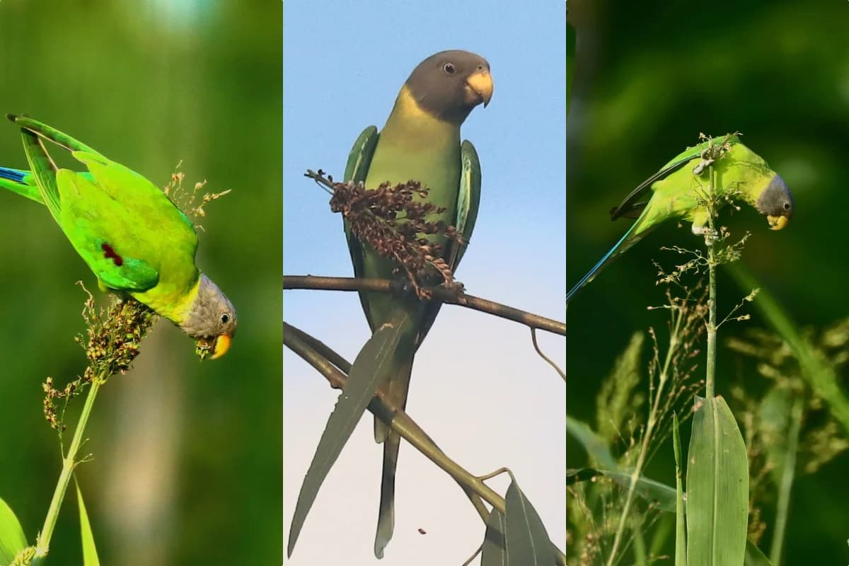 কেন হারিয়ে যাচ্ছে হীরামন? চাঁপাইনবাবগঞ্জে বিরল পাখিটির দেখা মিলল