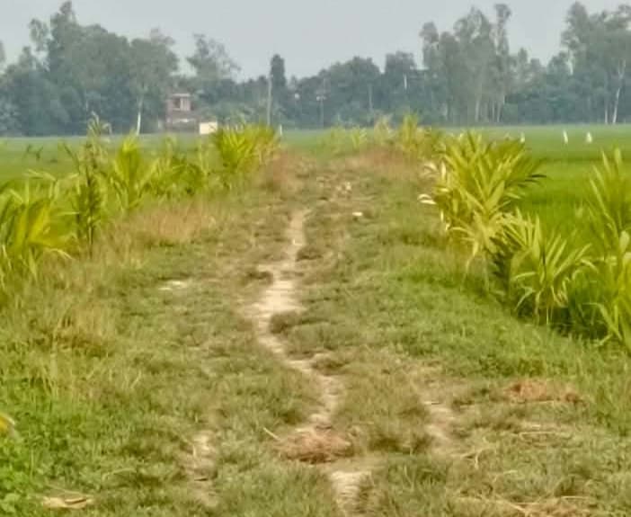 সলঙ্গায় সড়কের দুই পাশে সুপারি গাছ লাগিয়ে দৃষ্টান্ত স্থাপন করলেন আব্দুল হাই আকন্দ 