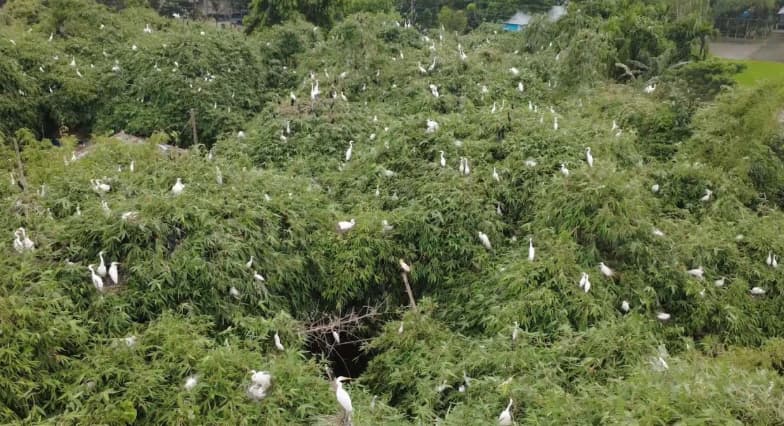 নীলফামারীর ডোমারে দুই শতক ধরে পাখিদের স্বর্গরাজ্য, এখন চরম ঝুঁকির মুখে