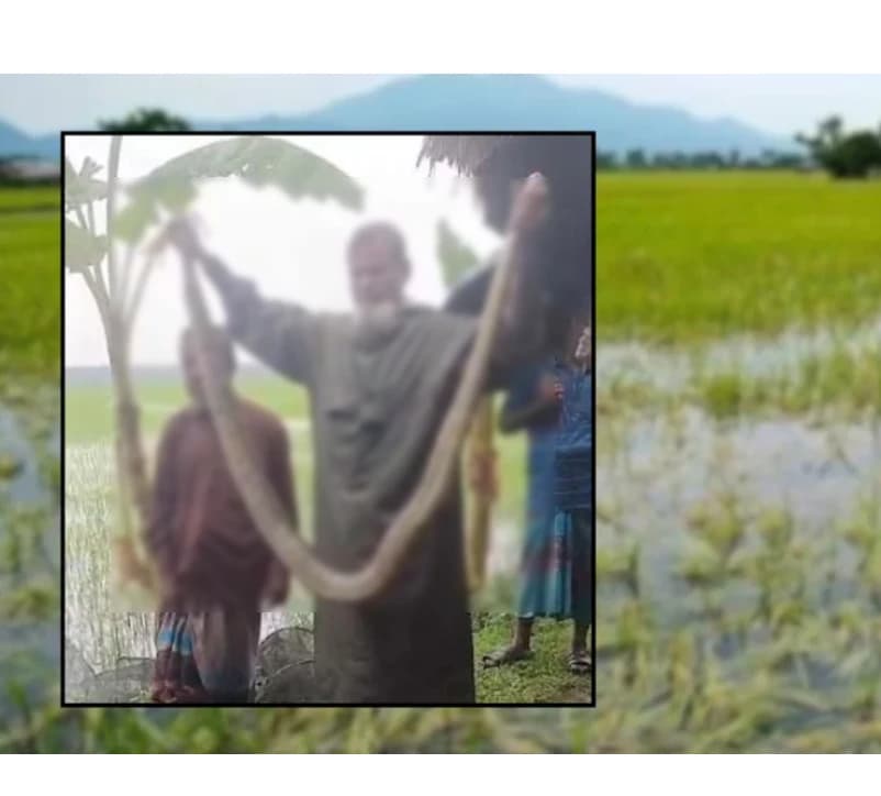 শরণখোলার ধানক্ষেতে জালে আটকা ১০ ফুট লম্বা অজগর, উদ্ধার করে সুন্দরবনে অবমুক্ত