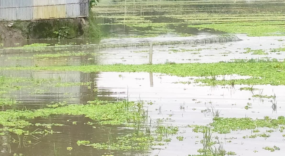 উলিপুরের জলাশয়ে চায়না দুয়ারির দাপট, হুমকিতে দেশীয় মাছের বংশবিস্তার
