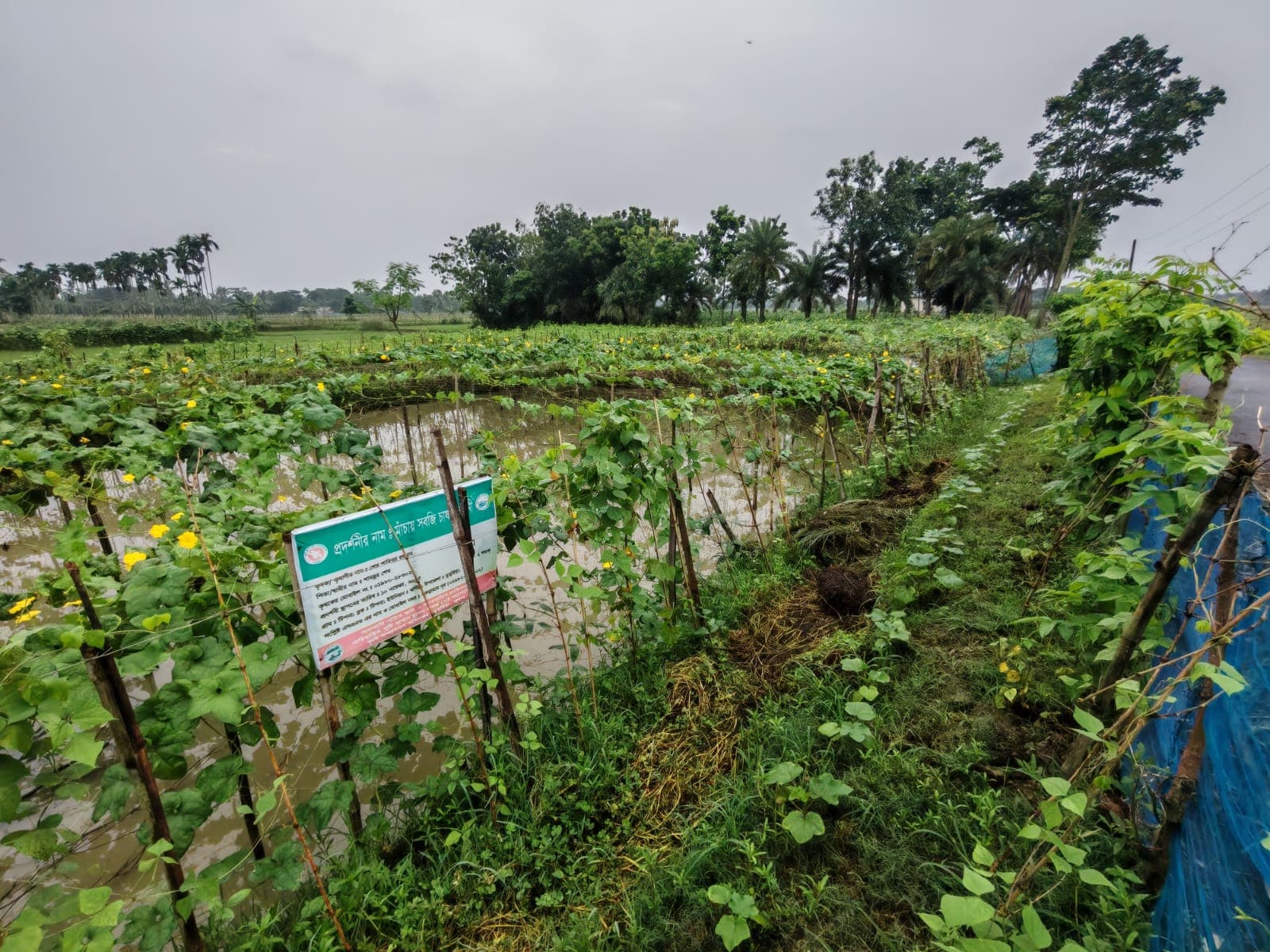 মাচায় পোল্লার বাম্পার ফলন ডুমুরিয়ার শাহিনুরের সাফল্যে কৃষকদের মাঝে নতুন আশা