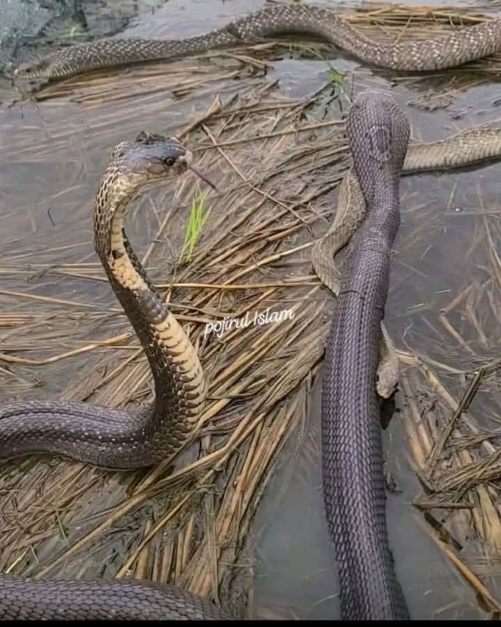 ঠাকুরগাঁওয়ে সাপের উপদ্রব আশঙ্কাজনক, সর্বোচ্চ সতর্ক থাকার নির্দেশ স্বাস্থ্য বিভাগের