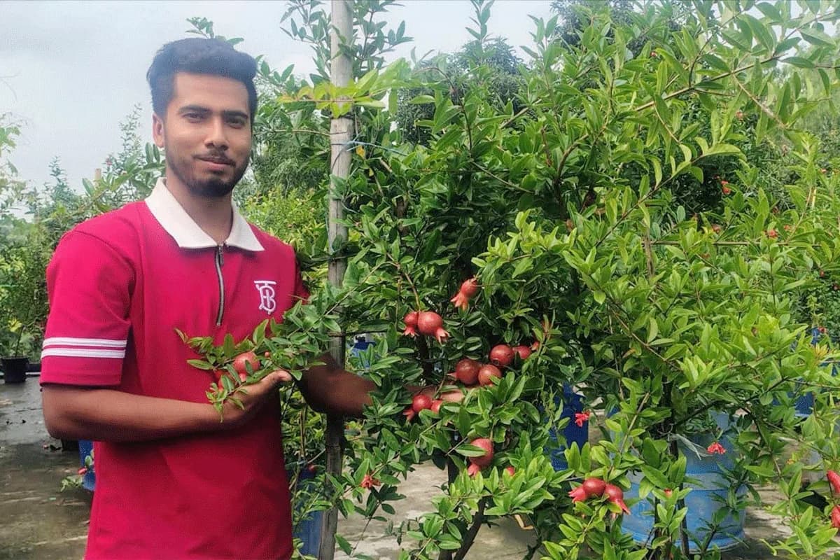 ক্যান্সার আক্রান্ত মাকে বাঁচাতে শুরু করা আনার চাষ, আজ সফল উদ্যোক্তা আল আমিন
