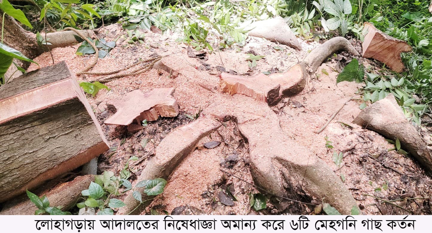 নড়াইলের লোহাগড়ায় আদালতের নিষেধাজ্ঞা অমান্য করে গাছ কর্তন