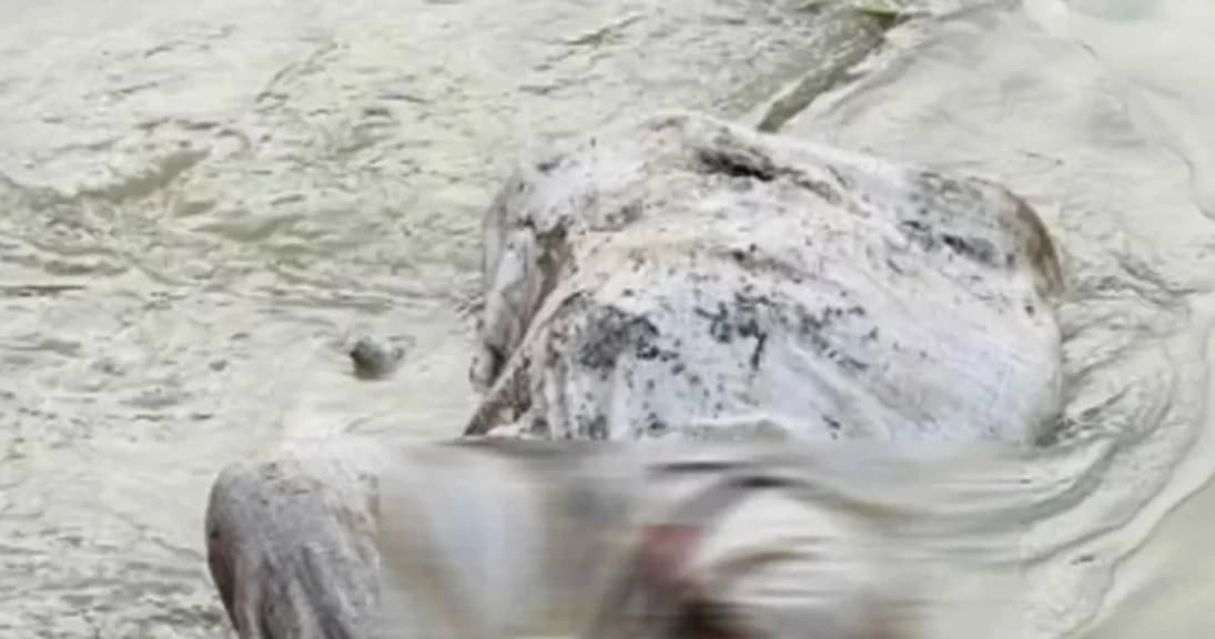 বস্তাবন্দি হয়ে খালের পানিতে ভেসে এল এক নারীর অর্ধগলিত মরদেহ