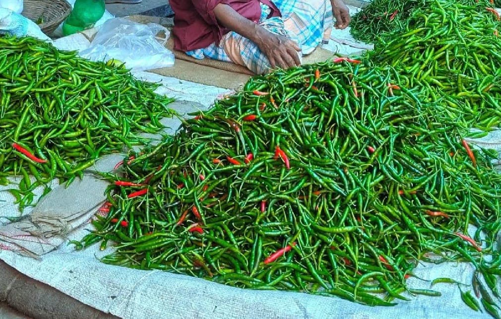আকাশছোঁয়া দাম! নবীনগরে কাঁচামরিচ এখন ৪০০ টাকা কেজি, চরম বিপাকে নিম্ন আয়ের মানুষ