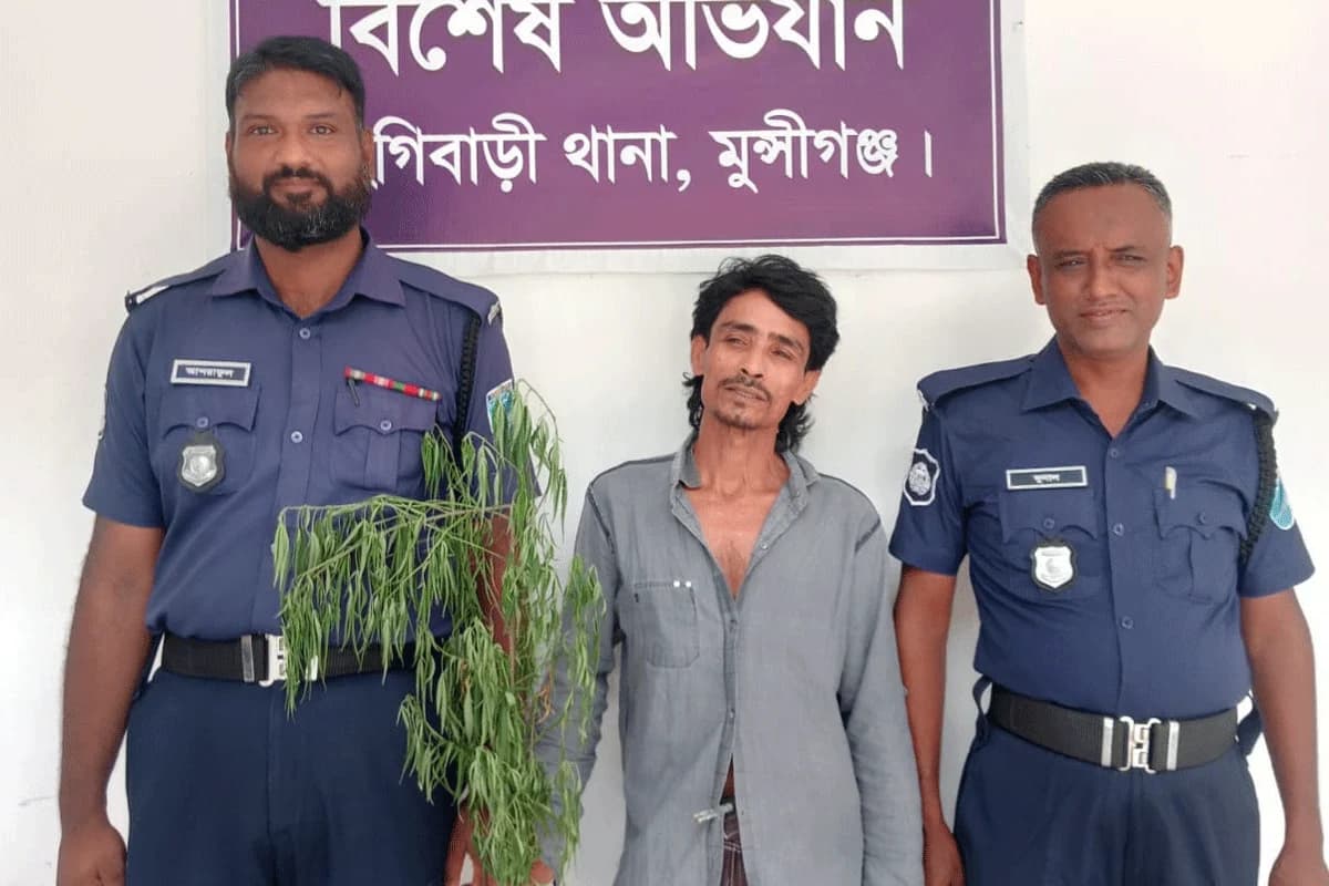 নিজের আঙিনায় গোপন মাদক চাষ! মুন্সীগঞ্জে পুলিশের বিশেষ অভিযানে ধরা পড়লেন মোমিন ঢালী