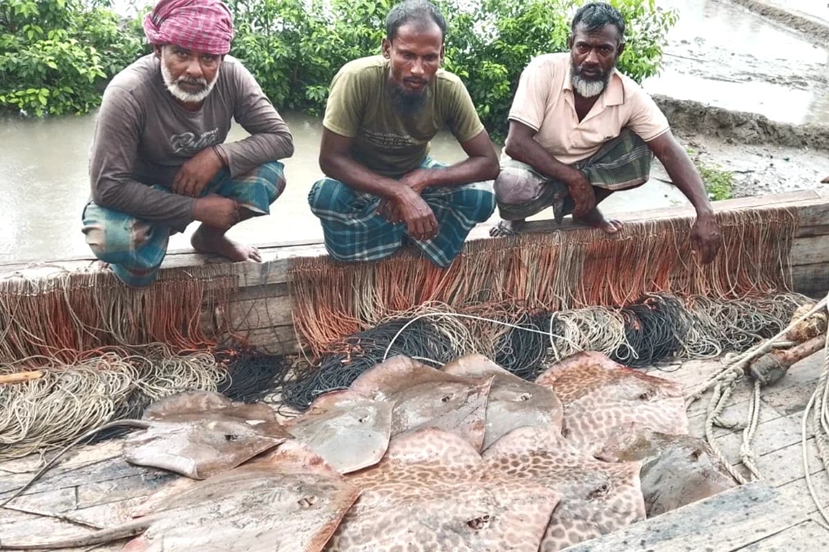 নিষিদ্ধ শাপলাপাতা মাছ শিকার করে ধরা পড়লেন ৬ জেলে