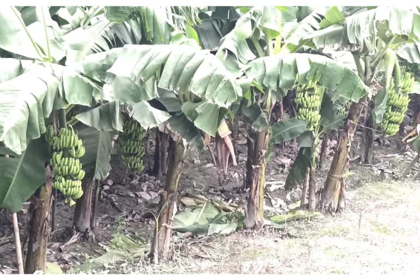 দেশজুড়ে মানিকগঞ্জের কলার রাজত্ব, ভালো দাম ও ব্যাপক চাহিদায় আগ্রহী হয়ে উঠছেন কৃষকরা
