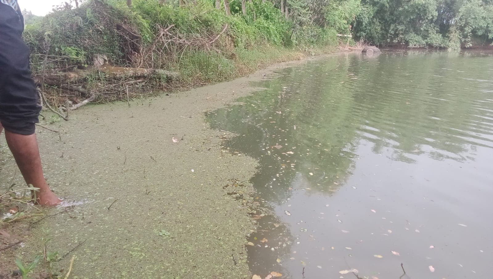 বদলগাছীতে রাতের আঁধারে পুকুরে বিষ প্রয়োগ করে রেনু মাছ ধ্বংস