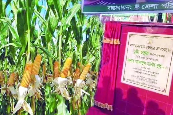 লালমনিরহাটে ভুট্টা চত্বরের ভিত্তিপ্রস্তর স্থাপন করলেন মন্ত্রী আসাদুল হাবিব দুলু