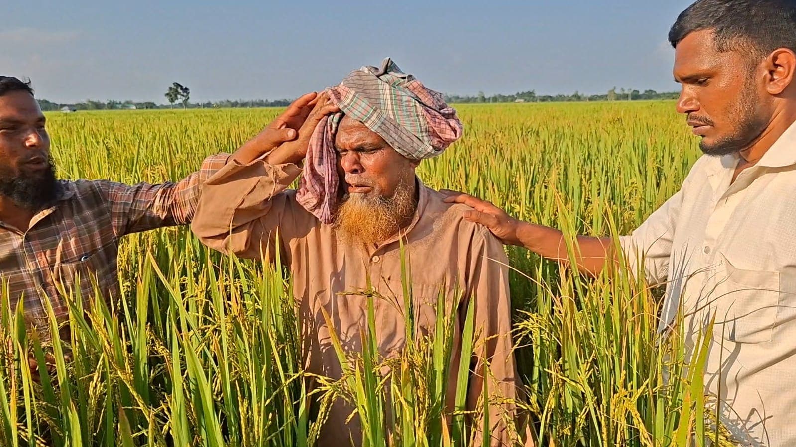 ধানক্ষেতে কান্নায় ভেঙে পড়লেন কৃষক আবুল হোসেন, কীটনাশক স্প্রে করে ৫৪ শতক জমির ধান নষ্টের অভিযোগ