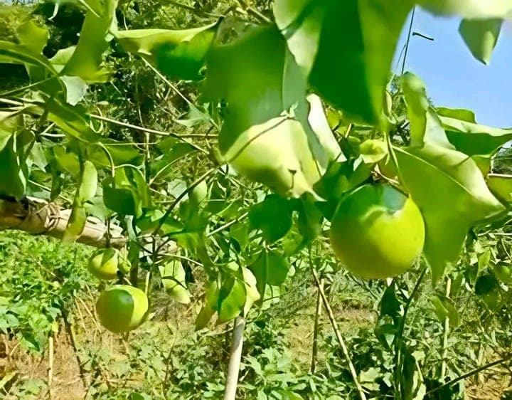 এক রাতেই শেষ প্রতিবন্ধী কৃষকের স্বপ্ন, কাটা গাছ বুকে কান্নায় ভাসছেন মা-ছেলে
